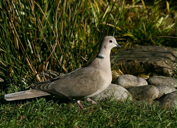 Collared Dove <i>Streptopelia decaocto</i>