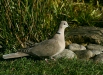 Collared Dove