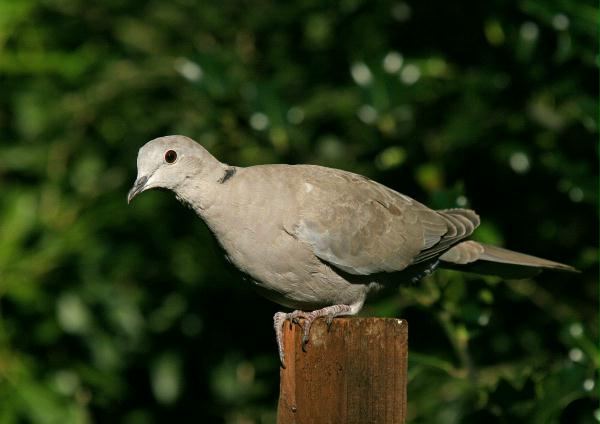 Collared Dove <i>Streptopelia decaocto</i>