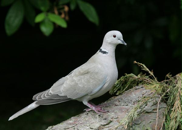 Collared Dove <i>Streptopelia decaocto</i>