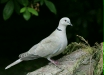 Collared Dove