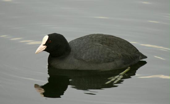 Coot <i>Fulica atra</i>