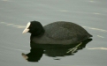 Coot
