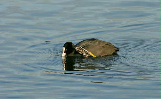 Coot <i>Fulica atra</i>