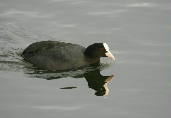 Coot <i>Fulica atra</i>