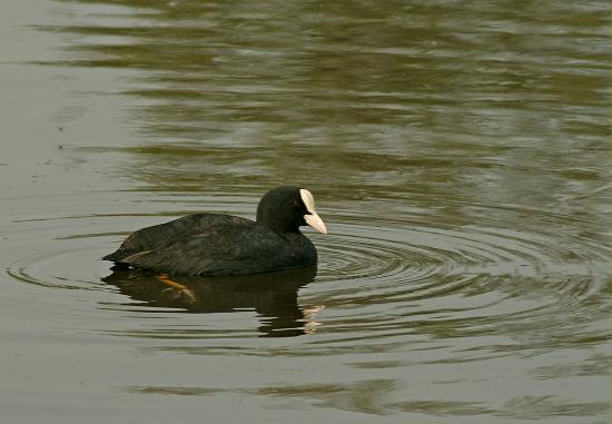 Coot <i>Fulica atra</i>