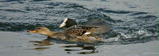 Coot <i>Fulica atra</i>