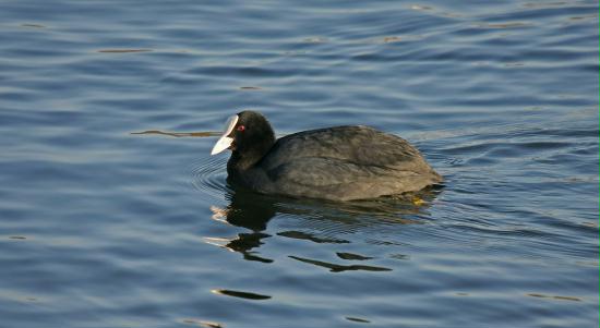 Coot <i>Fulica atra</i>