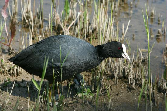 Coot <i>Fulica atra</i>
