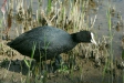 Coot
