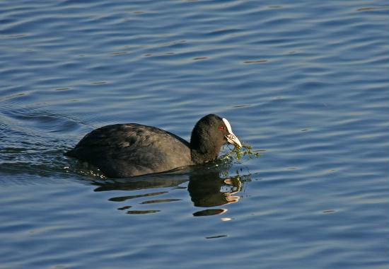 Coot <i>Fulica atra</i>