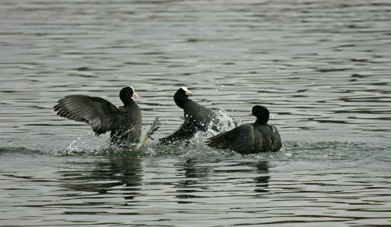 Coot <i>Fulica atra</i>
