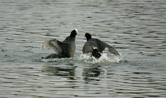 Coot <i>Fulica atra</i>