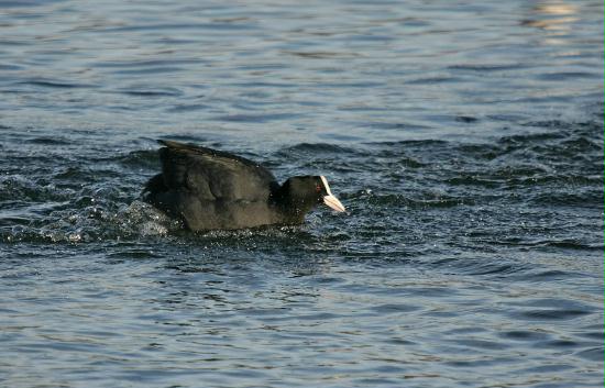 Coot <i>Fulica atra</i>