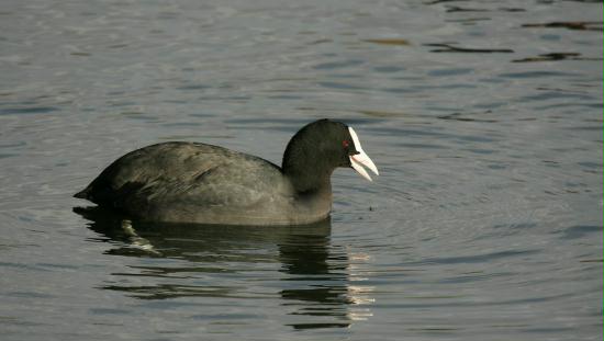 Coot <i>Fulica atra</i>