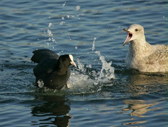 Coot <i>Fulica atra</i>