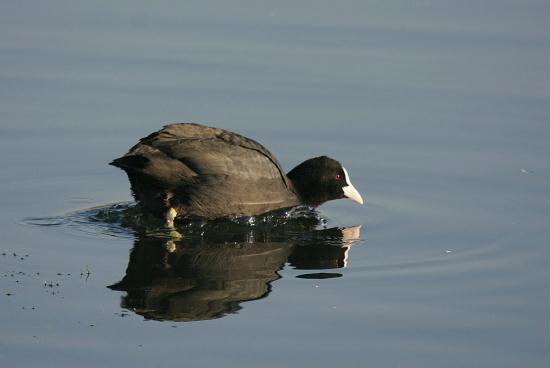 Coot <i>Fulica atra</i>