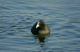 Coot