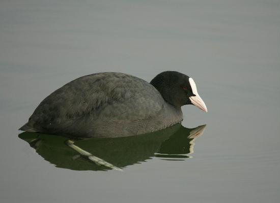 Coot <i>Fulica atra</i>