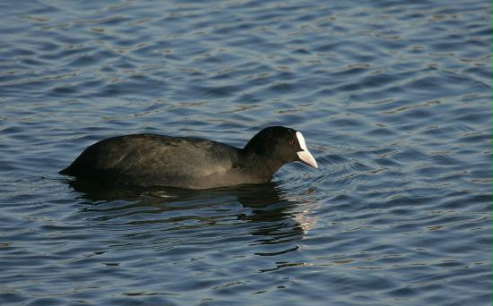 Coot <i>Fulica atra</i>