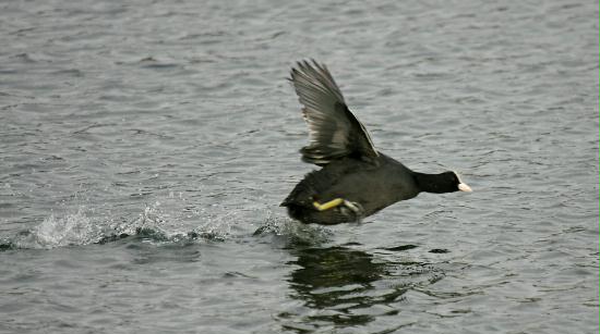 Coot <i>Fulica atra</i>