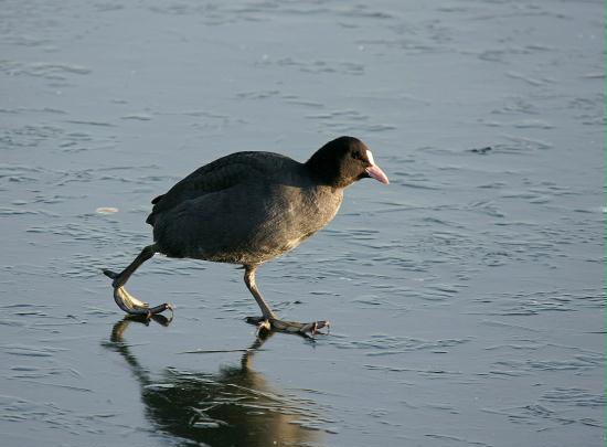 Coot <i>Fulica atra</i>