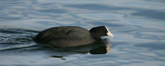 Coot <i>Fulica atra</i>