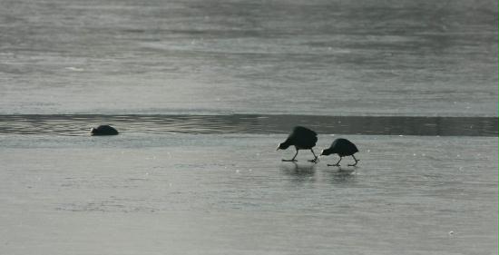 Coot <i>Fulica atra</i>