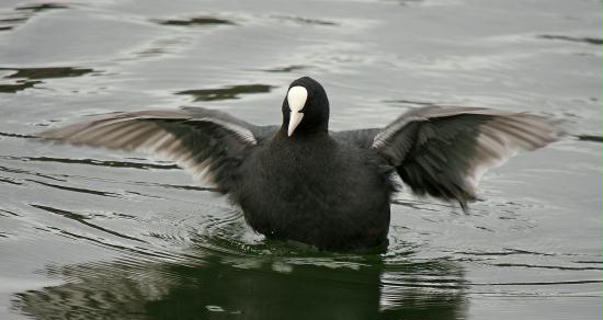 coot-34