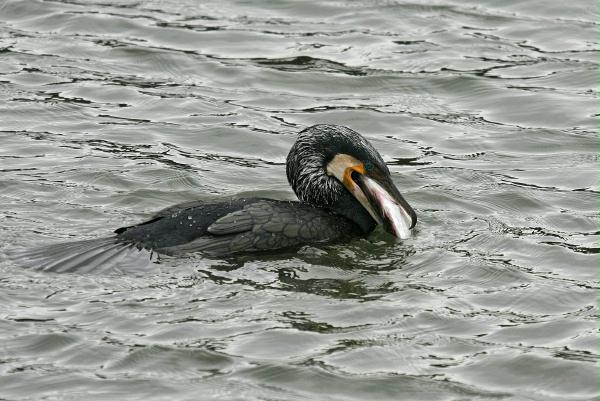 Cormorant <i>Phalacrocorax carbo</i>