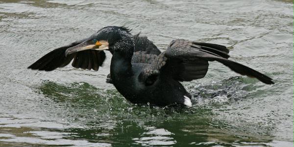 Cormorant <i>Phalacrocorax carbo</i>