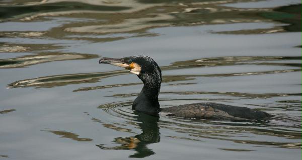 Cormorant <i>Phalacrocorax carbo</i>
