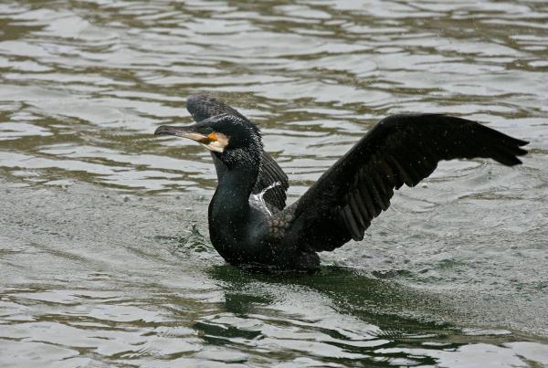 Cormorant <i>Phalacrocorax carbo</i>