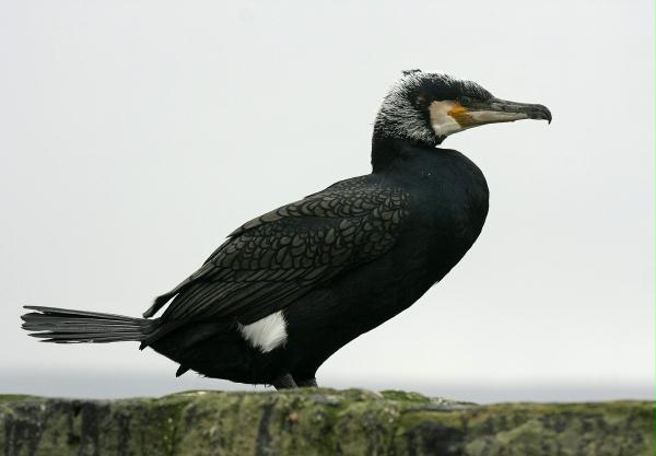 Cormorant <i>Phalacrocorax carbo</i>