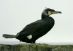 Cormorant