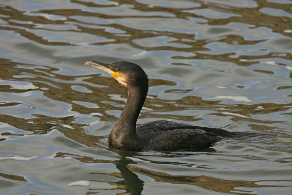 Cormorant <i>Phalacrocorax carbo</i>