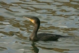 Cormorant