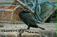Cormorant