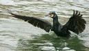 Cormorant