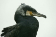 Cormorant