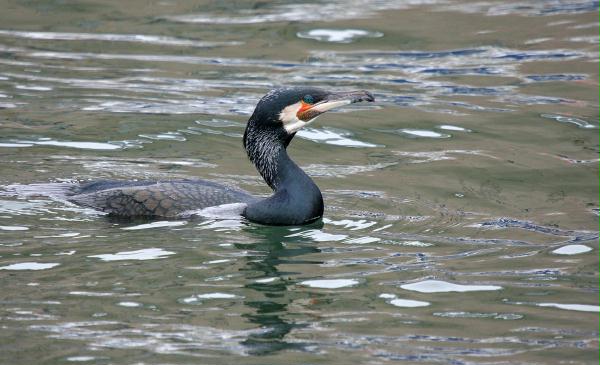 Cormorant <i>Phalacrocorax carbo</i>