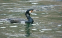 Cormorant