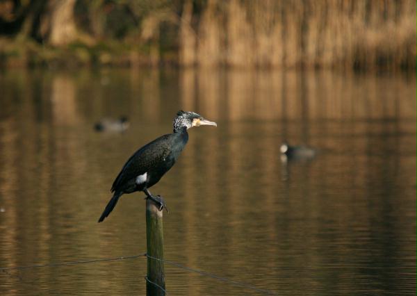 Cormorant <i>Phalacrocorax carbo</i>