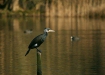 Cormorant