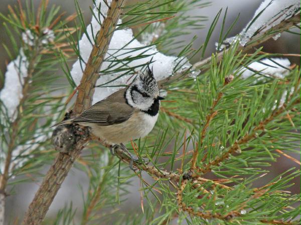 Crested Tit <i>Lophophanes cristatus </i>
