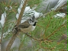 Crested Tit