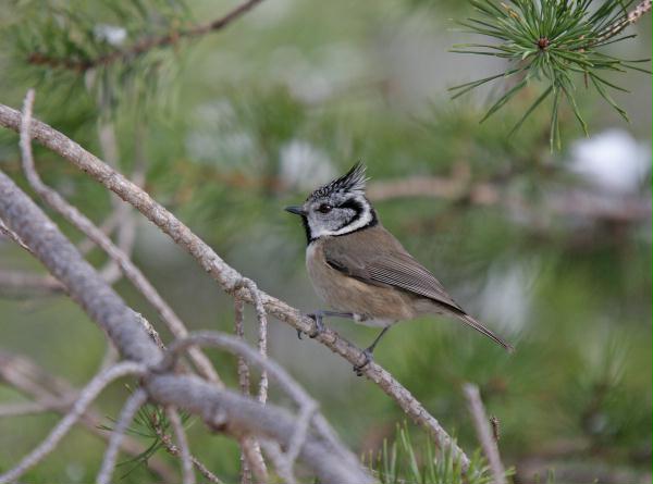Crested Tit <i>Lophophanes cristatus </i>