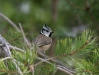Crested Tit