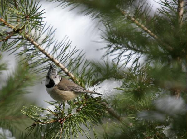 Crested Tit <i>Lophophanes cristatus </i>