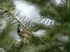 Crested Tit